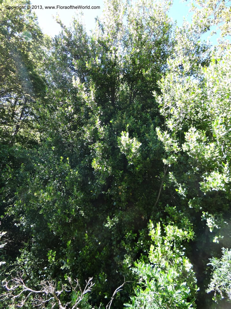 Lomatia dentata, WDS 34157--Chile. P.N. Sieta Tazas. 21 Feb 2013. DSC02254 (36).JPG