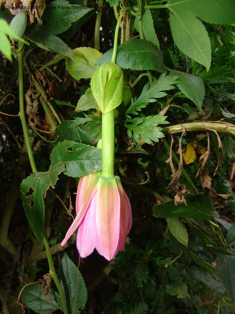 Passiflora--Kenya. Limuru. Garden of Sue Brown. 10 July 04. 049 (4).jpg