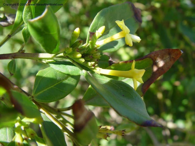 Jasminum odoratissimum, 2000.0092--Spain. Barcelona Botanic Garden. 19 Apr 04. 151.jpg