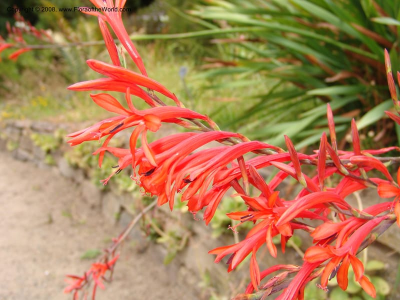 Watsonia fulgens--CA. San Francisco Arbor. 3 Jul 07. 222.jpg