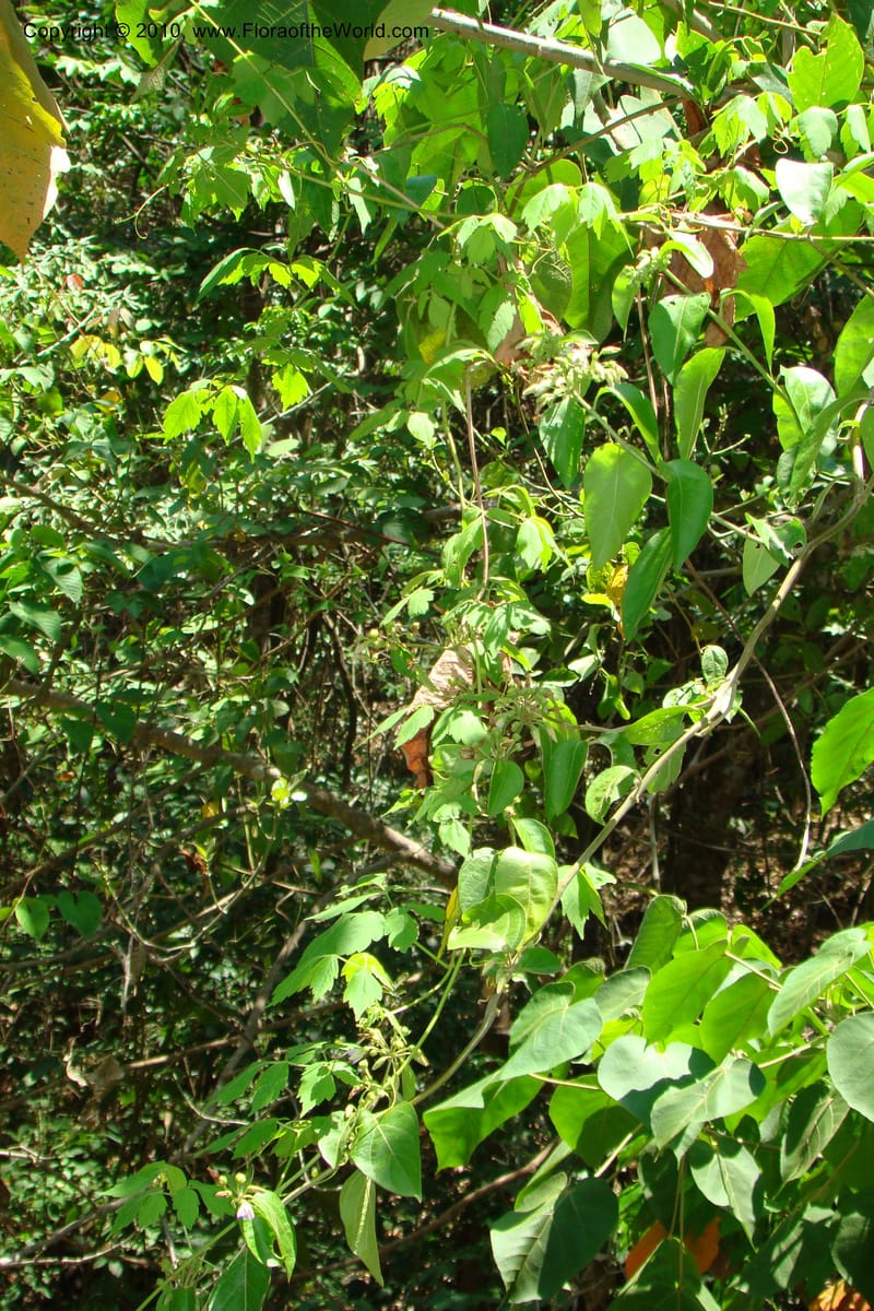 Lycianthes, B. Hammel 25174--Costa Rica. Prov. San Jose. 20 April 09. 043.jpg