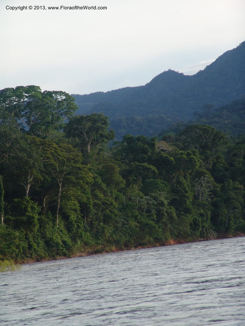 Rio Tuichi, upriver from Chalalan--Bolivia. Pq. Nac. Madidi. near San Jose de Uchup. 29 Nov 04. 029.jpg