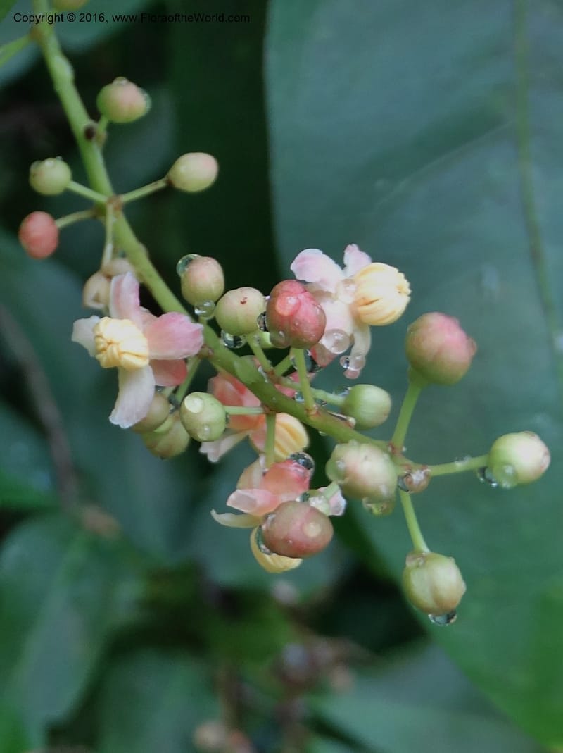 Lepisanthes fruticosa, Buerki, S 361--Sabah. Ulu Senagang. 9 Oct 2014. DSC03434 (27).JPG
