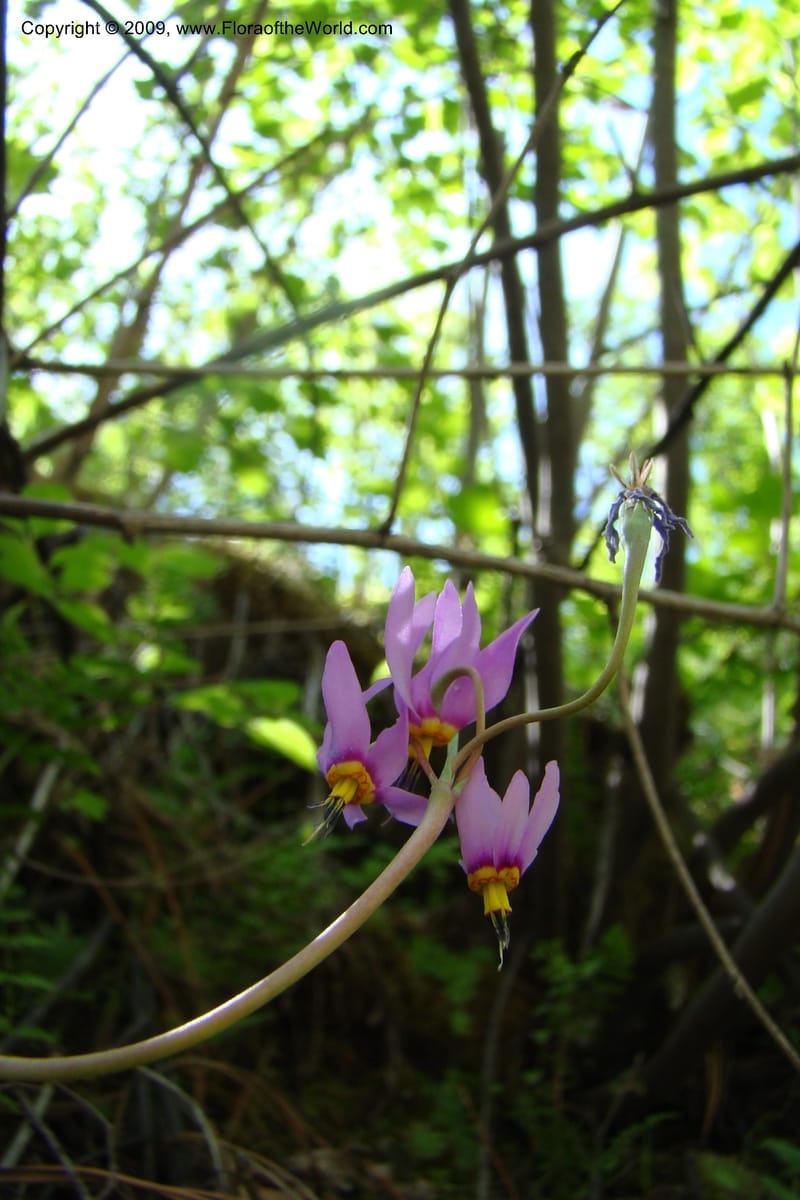 Dodecatheon pulchellum, C. Davidson 11351--ID. Idaho Co. Salmon River Rd. 17 May 09. 219.jpg