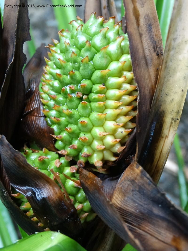 Pandanus borneensis, Callmander, M 1186--Sabah. G. Silam. 1 Oct 2014. DSC00937 (177).JPG