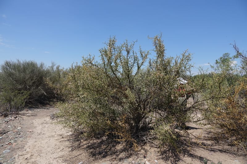 Bredemeyera colletioides, Fortunato 13068--Argentina. Hwy 60, rocky river channel. 3 Feb 2018. DSC08172 (76).JPG