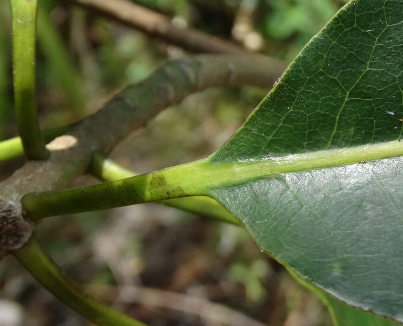 Pittosporum, Lowry, P 7341--Fiji. Vesidrua Vill. 5 Nov 2015. DSC09215 (110).JPG