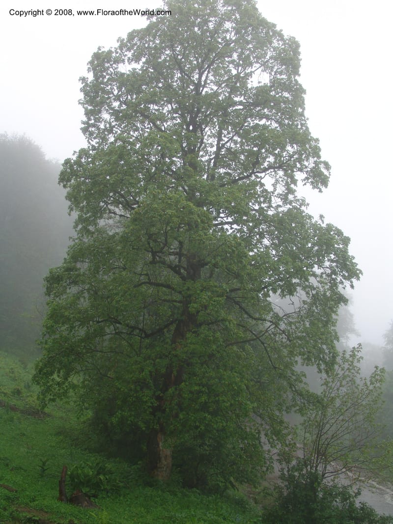 Acer trautevetterii--Georgia. 2 km S of Bakuriani, rd to Khrats'koros. 6 Jun 05. 098.jpg