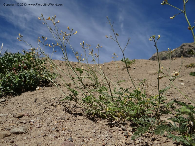 Adesmia, WDS 34191--Chile. Cta. 115. La Laguna. 22 Feb 2013. DSC02595 (55).JPG