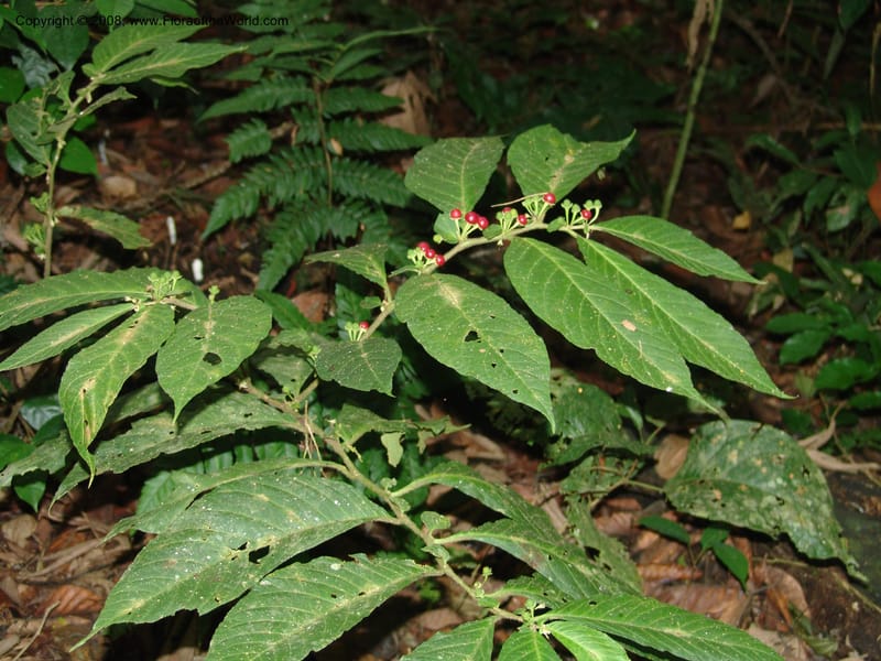 Lycianthes inaequilatera, AAraujoM1103--Bolivia. Pq. Nac. Madidi. Chalalan. Send. Jaguar. 25 Nov 04. 054.jpg