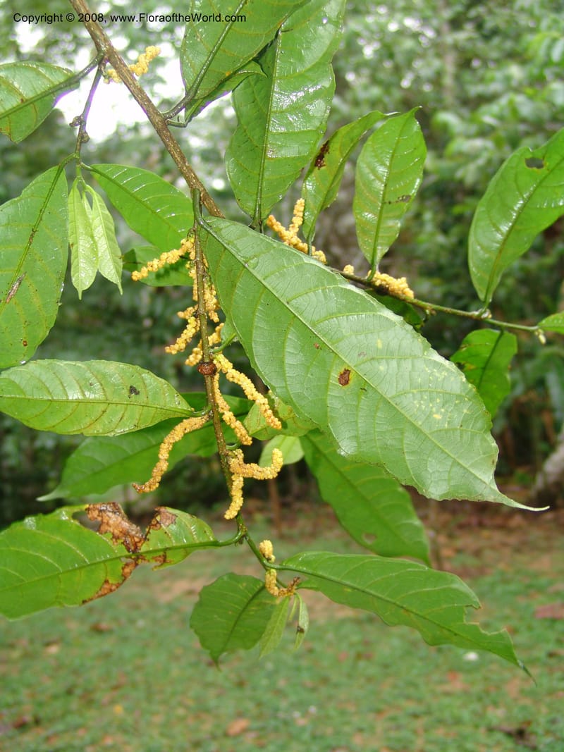 Sorocea sprucei, AAraujoM3071--Bolivia. Pq. Nal. Madidi. Chalalan, Sendero Jaguar. 24 Sep 06. 073.jpg