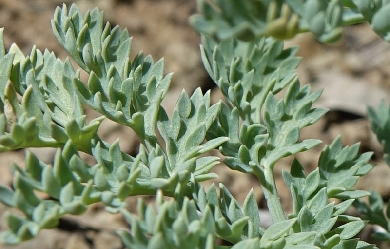 Cymopterus glaucus, C. Davidson 13559--ID. Blaine Co. Rock Creek Preserve. TNC. 14 May 2017. DSC00477 (31).JPG