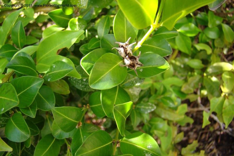 Buxus madagascarica, Razafindraibe 200--Madagascar. Prov. Fianarantsoa. RN 12. 14 Jan 09. 104 (7).jpg