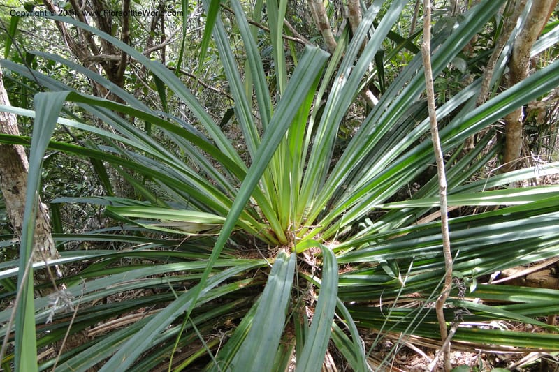 Pandanus decumbens, M. Callmander 978--New Caledonia. Mine St. Louis Boulinda. 18 Feb 2011. 052 (19).jpg