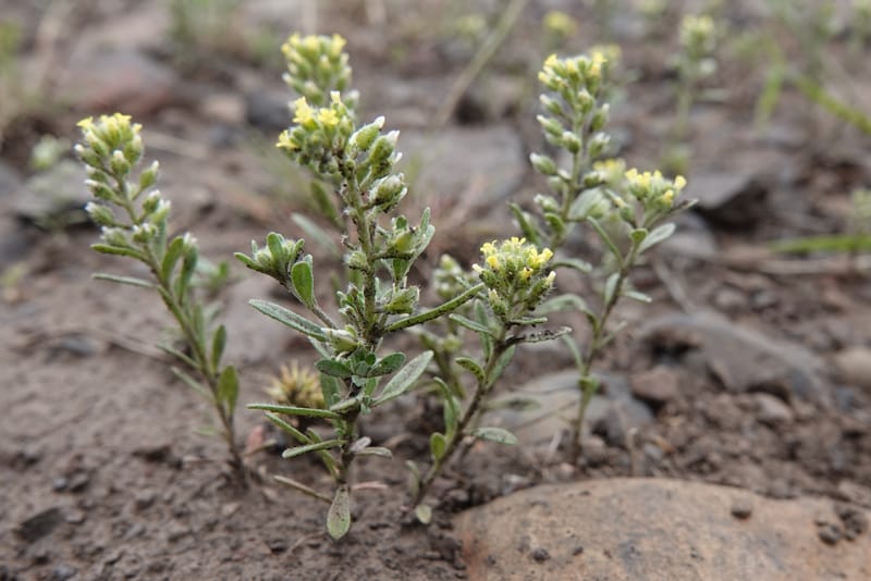 Alyssum alyssoides, C. Davidson 13754--Oregon. Wallowa Co. Zumwalt.Trail Cr. Rd. 4 Jun 2018. DSC04078 (161).JPG