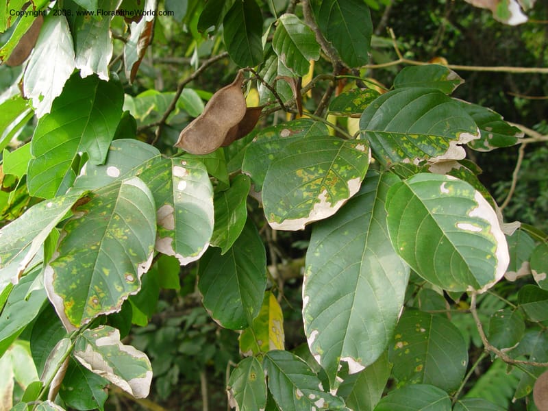 Millettia--Cameroon. Limbe Botanic Garden. 4 Dec 03. 282.jpg