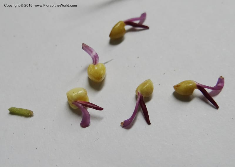 Axinaea quitensis, Ulloa, C 2275--Ecuador. Zamora-Chinchipe. San Francisco. 28 Sep 2012. DSC05248 (418).JPG