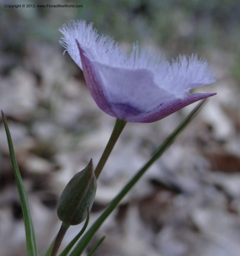 Calochortus coeruleus, Davidson, C 12122--USA, CA, Shasta Co.  15 Apr 2013  9965 (5).JPG