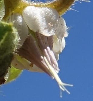 Hermannia tomentosa, L. Nanyeni 1231--Namibia. Hwy D1228, stop 1. DSC03368 (26).JPG