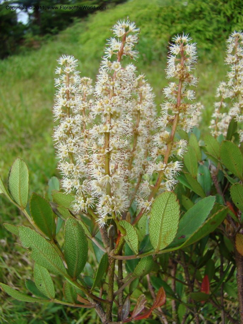 Cunonia disticha,  Munzinger, J 4753--New Caledonia, Prov N, Mt. Mandjelia,  13 Nov 2007  182 (6).jpg