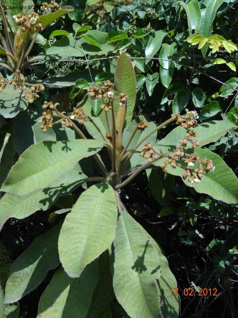Saurauia sp. unk., Martinez-Melendez, M 427--Mexico, Chiapas, Palenque-Ocosingo 17 Feb 2012  3225 (15).JPG