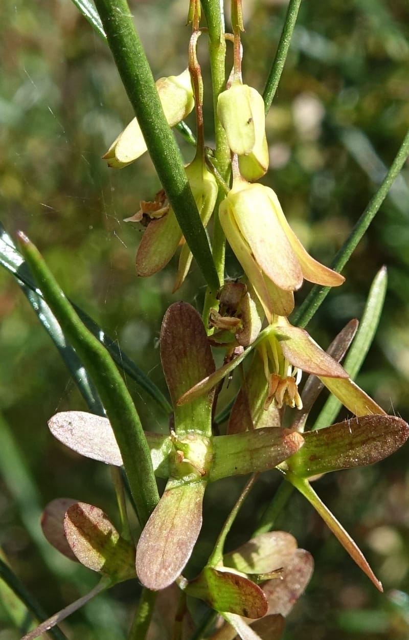 Aphanopetalum clematideum, Davidson, C 13444--Australia. W.A. Geraldton. Chapman River. 25 Oct 2016.  (96).JPG