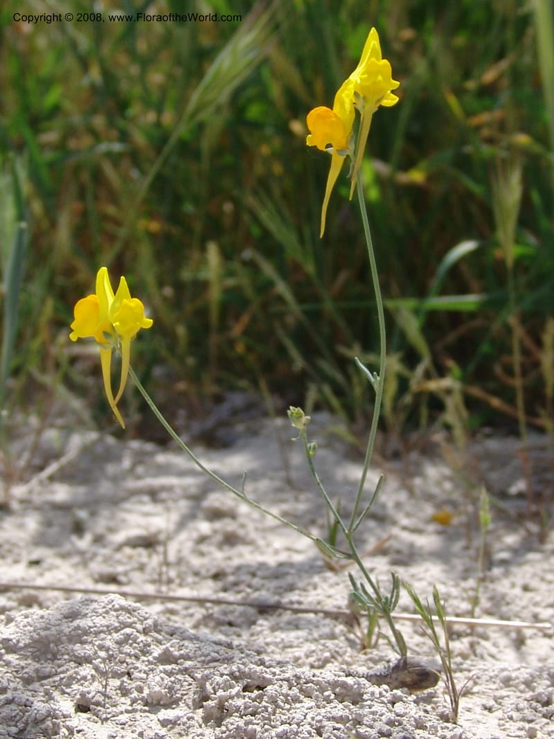 Linaria supina--Spain. Prov. Almeria. Los Yesos. 22 Apr 05. 035.jpg