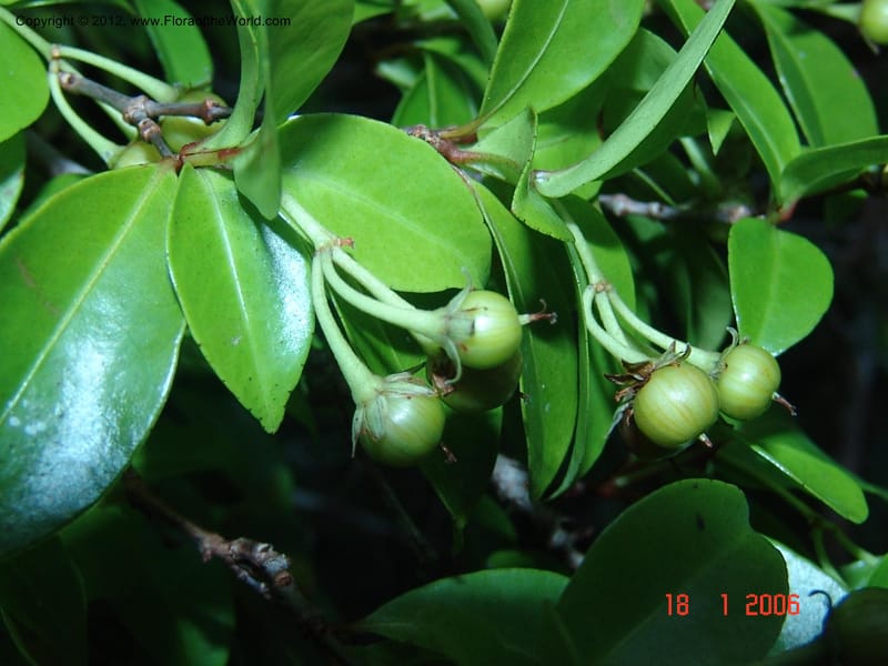 Psorospermum revolutum, Ranaivojaona, R 1379-Madagascar 18 Jan 2006 153 (3).jpg