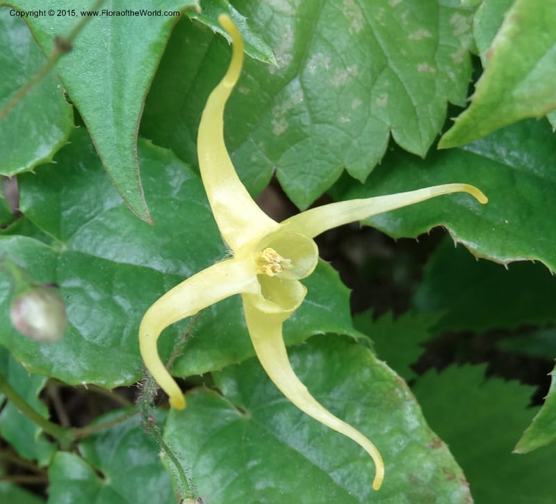 Epimedium, Boufford, D 43586--China. Sichuan. Tudiling Tunnel. 6 May 2014. DSC03860 (209).JPG