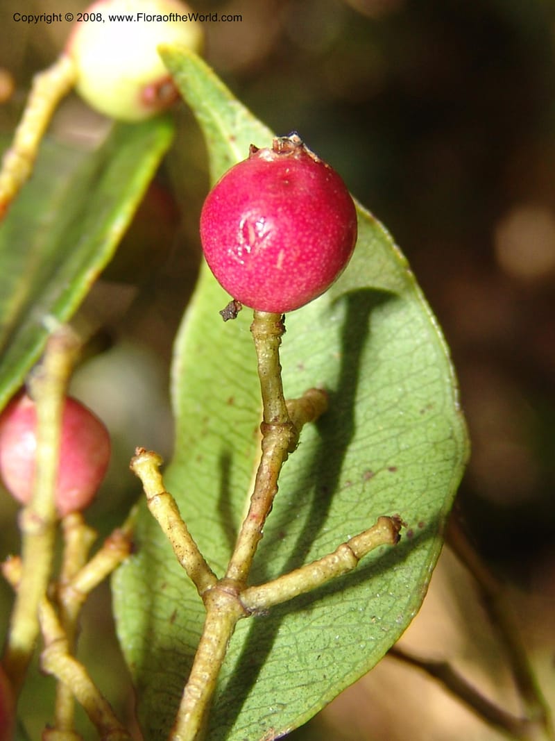 Syzygium, ZRogers1200--Madag. Anjozorobe, Aire Protegee, E Antsahabe. 17 Nov 06. 198.jpg