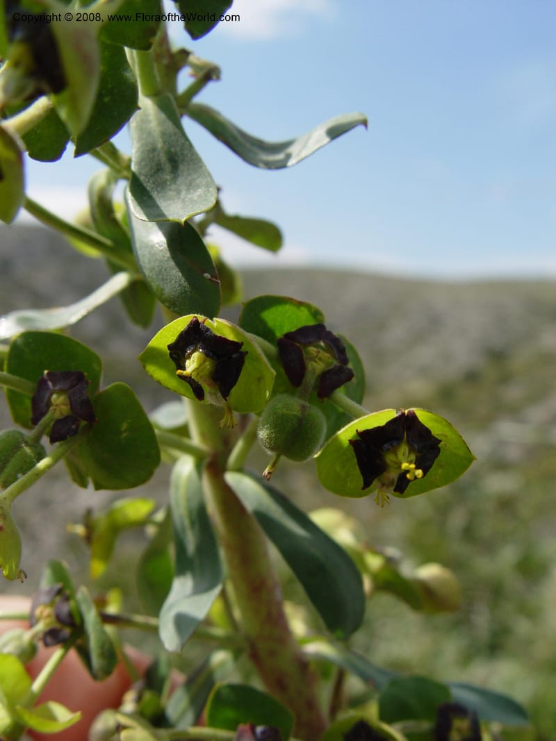 Euphorbia characias--Spain. Prov. Barcelona. Parc del Garraf. 20 Apr 04. 057.jpg