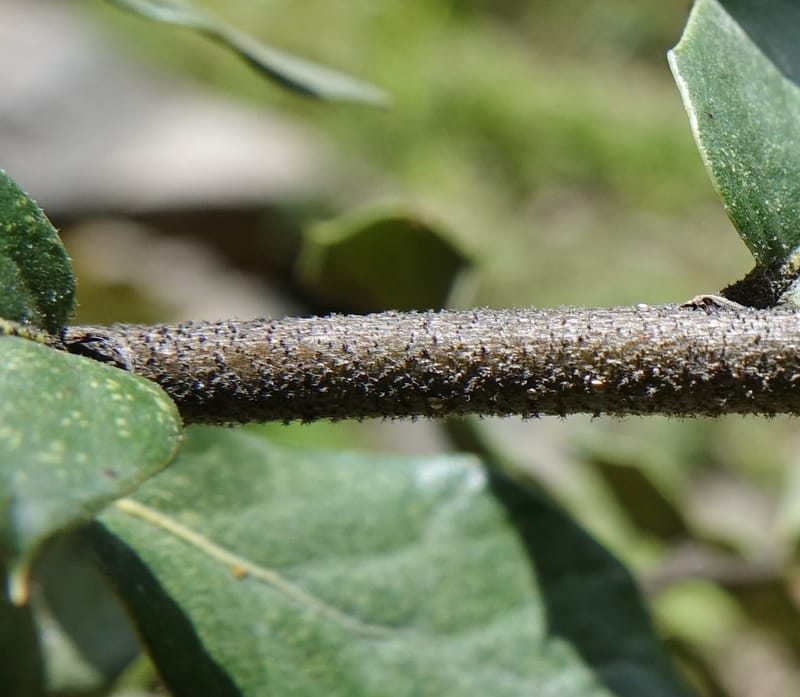 Quercus, C. Davidson 13762--China. Sichuan. Yibailingba-gou. 12 Aug 2017. DSC04660 (308).JPG