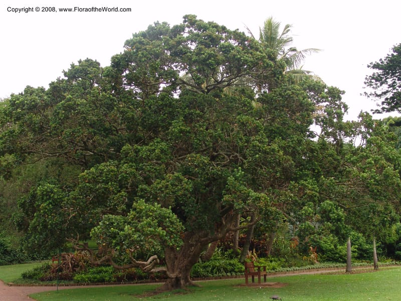 Syzygium cordatum--So. Africa. Durban Bot. Garden. 14 Mch 05. 078.jpg