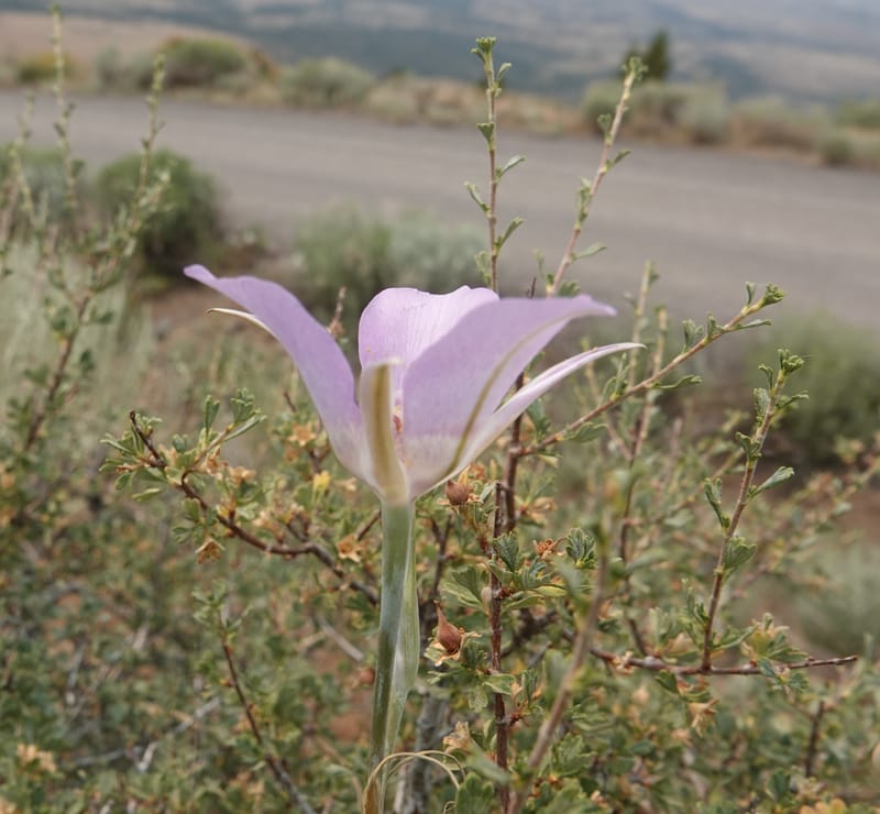 Calochortus macrocarpus, Davidson 14231--OR. Harney Co. Steens Mtn. July 2021. DSC09986 (874).JPG