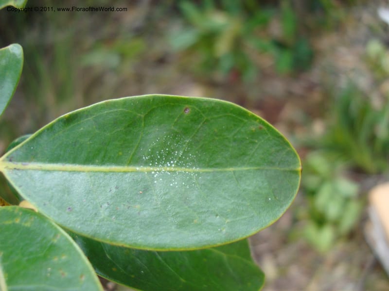 Hedycarya, Munzinger, J 4806--New Caledonia, Prov du Nord, Plateau de Poro, 16 Nov 2007  (12).jpg