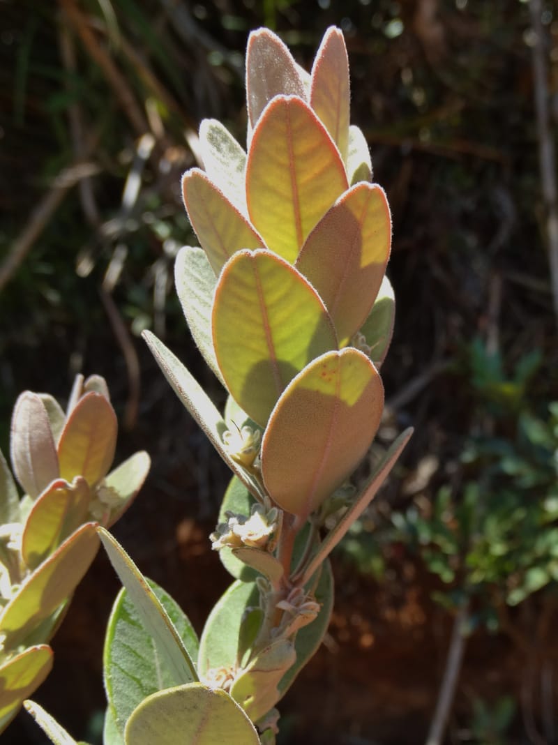 Gossia alaternoides, Callmander, M 1273--New Caledonia. PinPin. 20 Nov 2015. DSC03938 (356).JPG