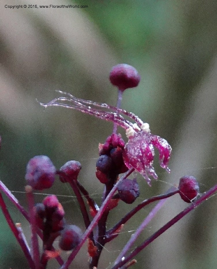 Sciaphila, Davidson, C 12754--Sabah. Hampuan FR. 13 Oct 2014. DSC04689 (85).JPG