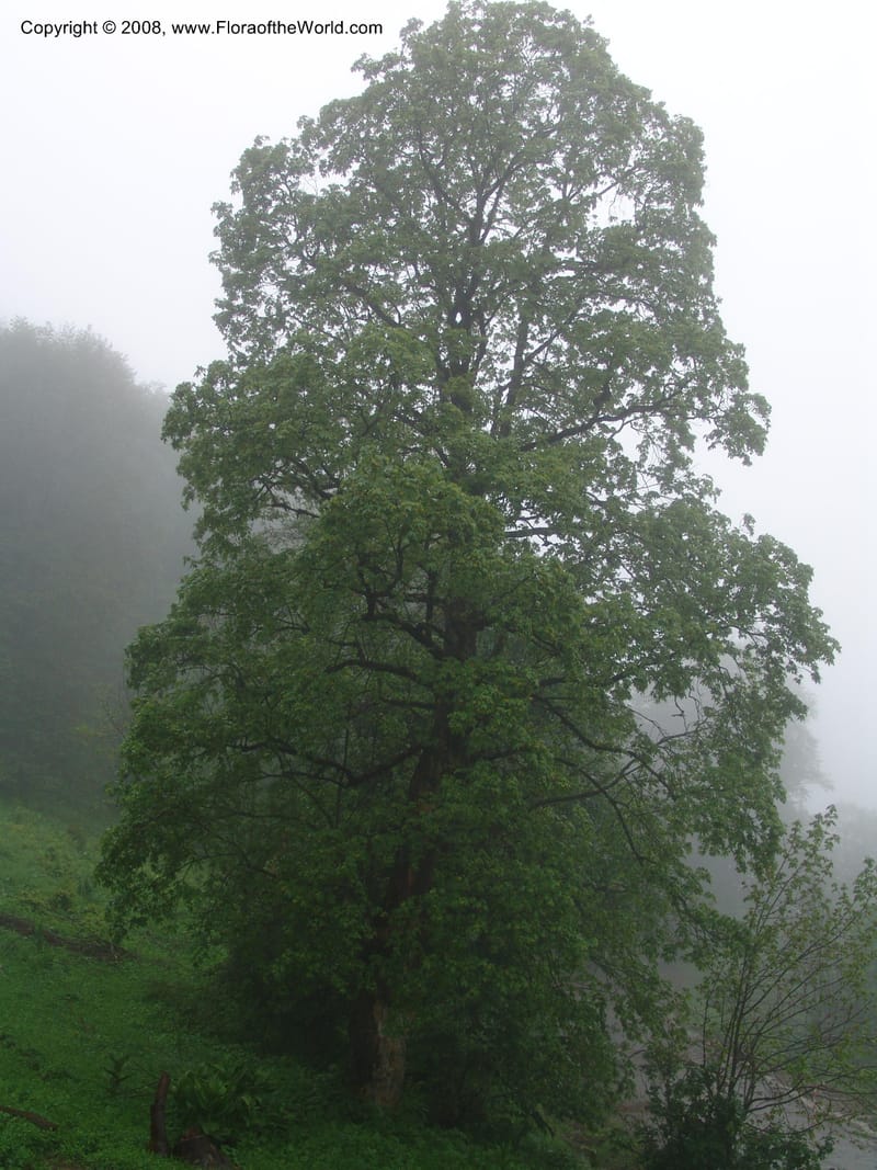 Acer trautevetterii--Georgia. 2 km S of Bakuriani, rd to Khrats'koros. 6 Jun 05. 099.jpg