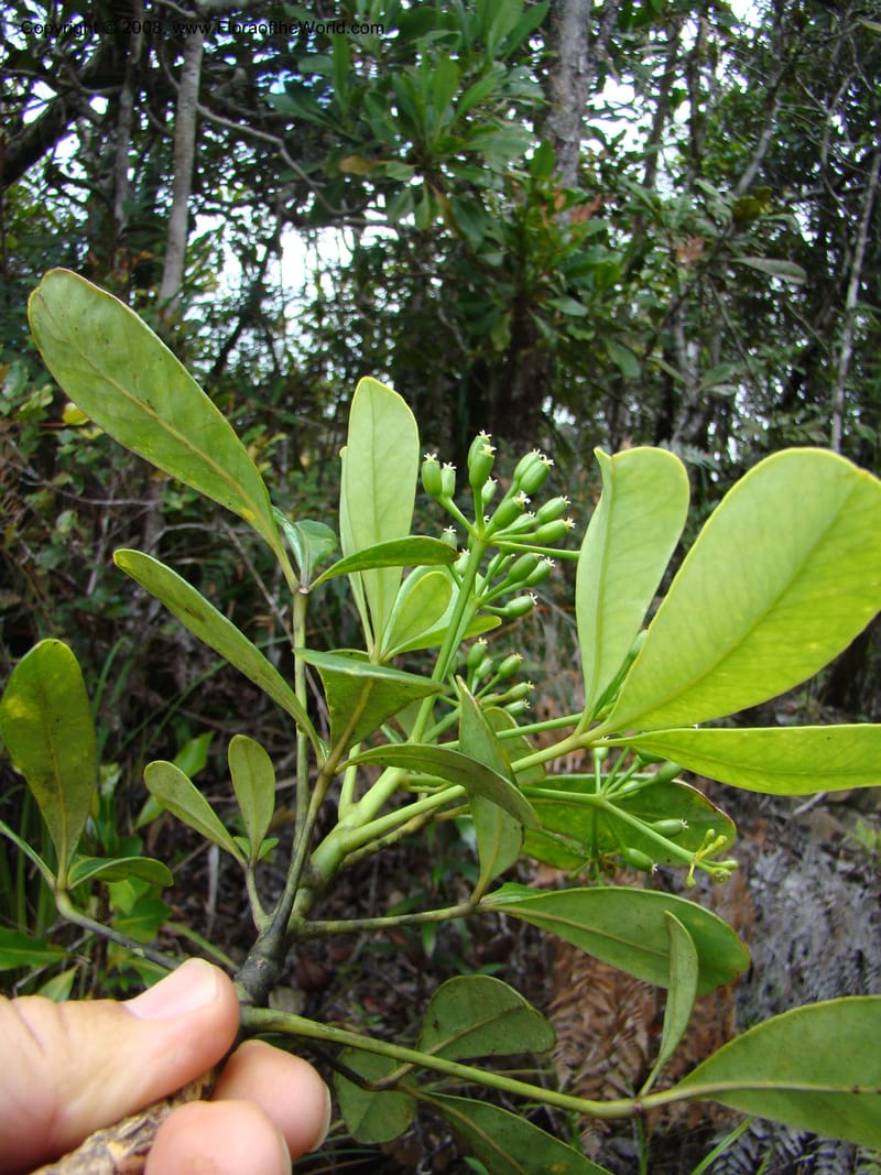 Schefflera gordonii, PLowry6902--New Caledonia. Monts Dzumac. 20 Nov 07. 149.jpg