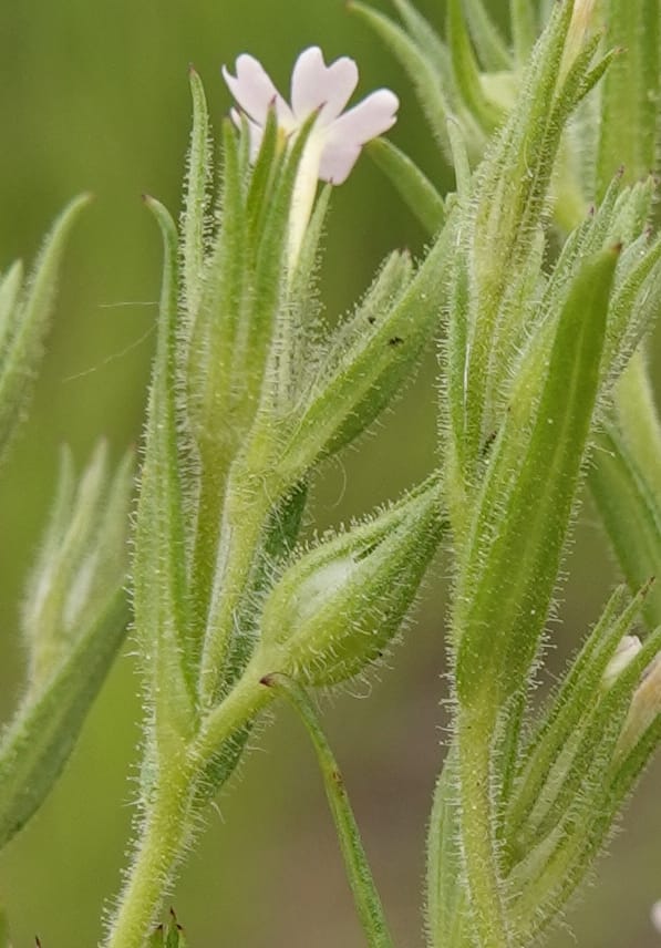 Microsteris gracilis, C. Davidson 13756--Oregon. Wallowa Co. Zumwalt.Trail Cr. Rd. 4 Jun 2018. DSC04078 (233).JPG