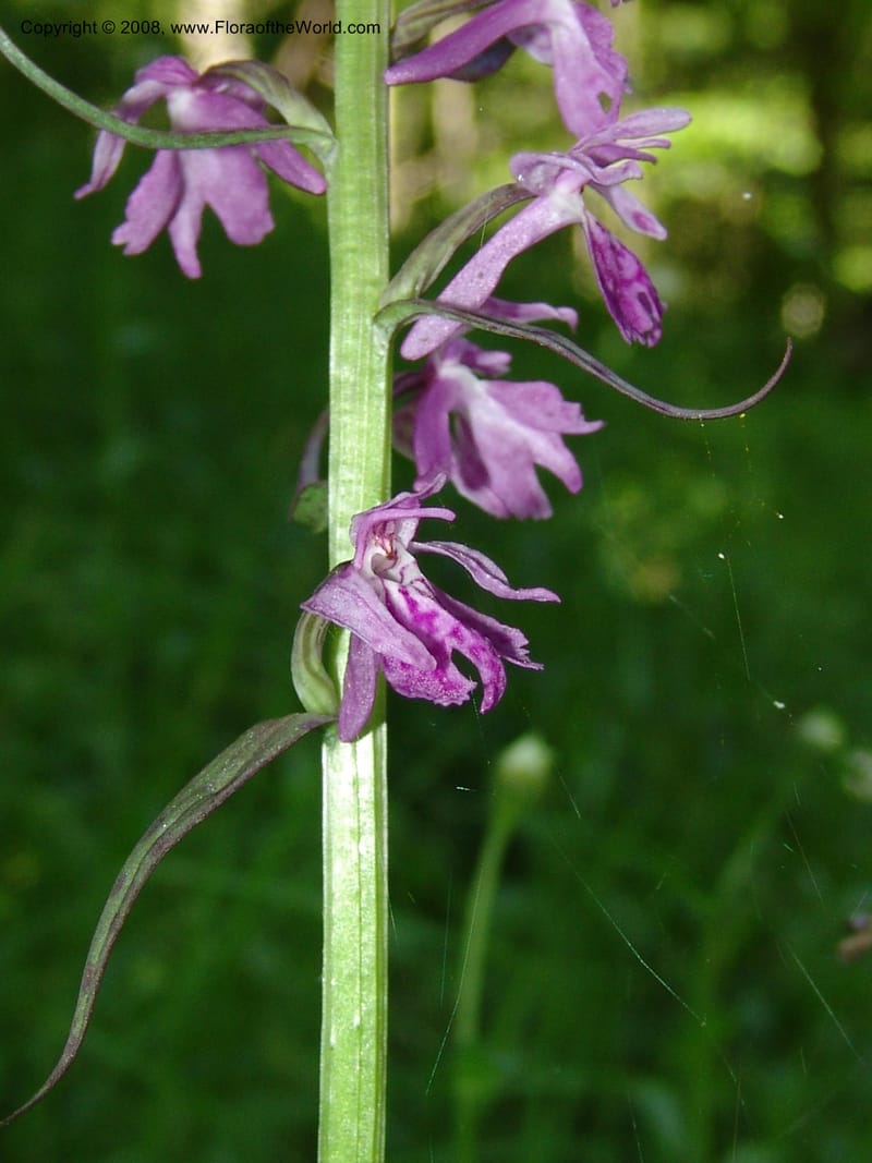 Dactylorhiza euxina--Georgia. Borjomi-Kharagauli Nat. Pk. 8  Jun 05. 123.jpg