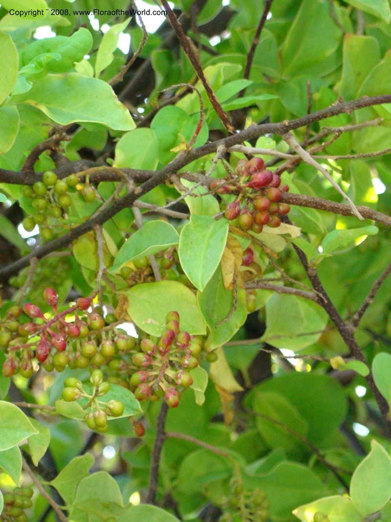 Stegnosperma cubense, WDStevens27201--Nicaragua. Leon. Isla Juan Venado, S of Penitas. 11 Jun 08. 010.jpg