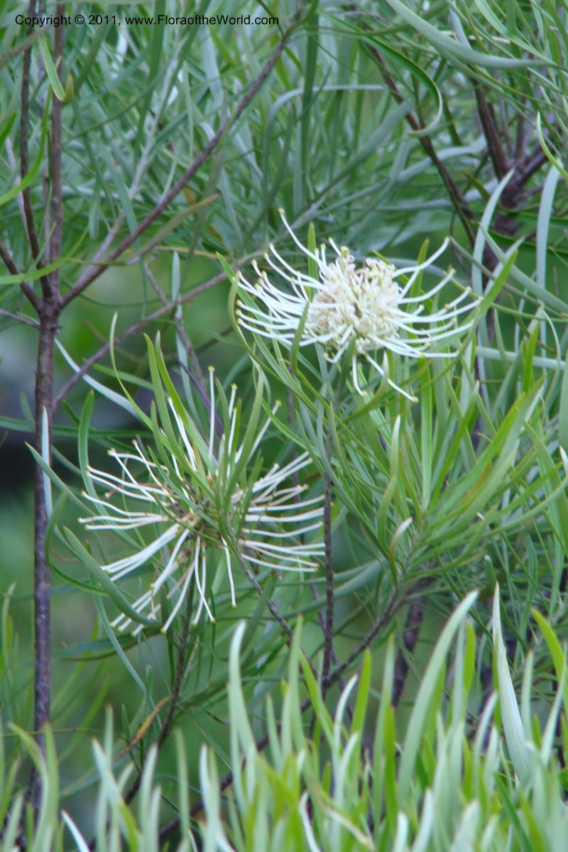 Grevillea exul, M. Callmander 809--New Caledonia. Mont Dore. 20 Jan 2010. 001 (144).jpg