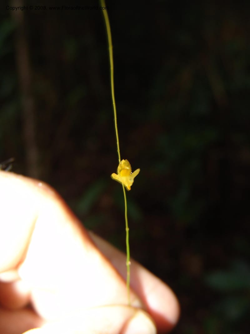 Utricularia subulata, GWalters1646--Gabon. Prv. Estuaire. Mondah For. 16 Apr 06. 091.jpg