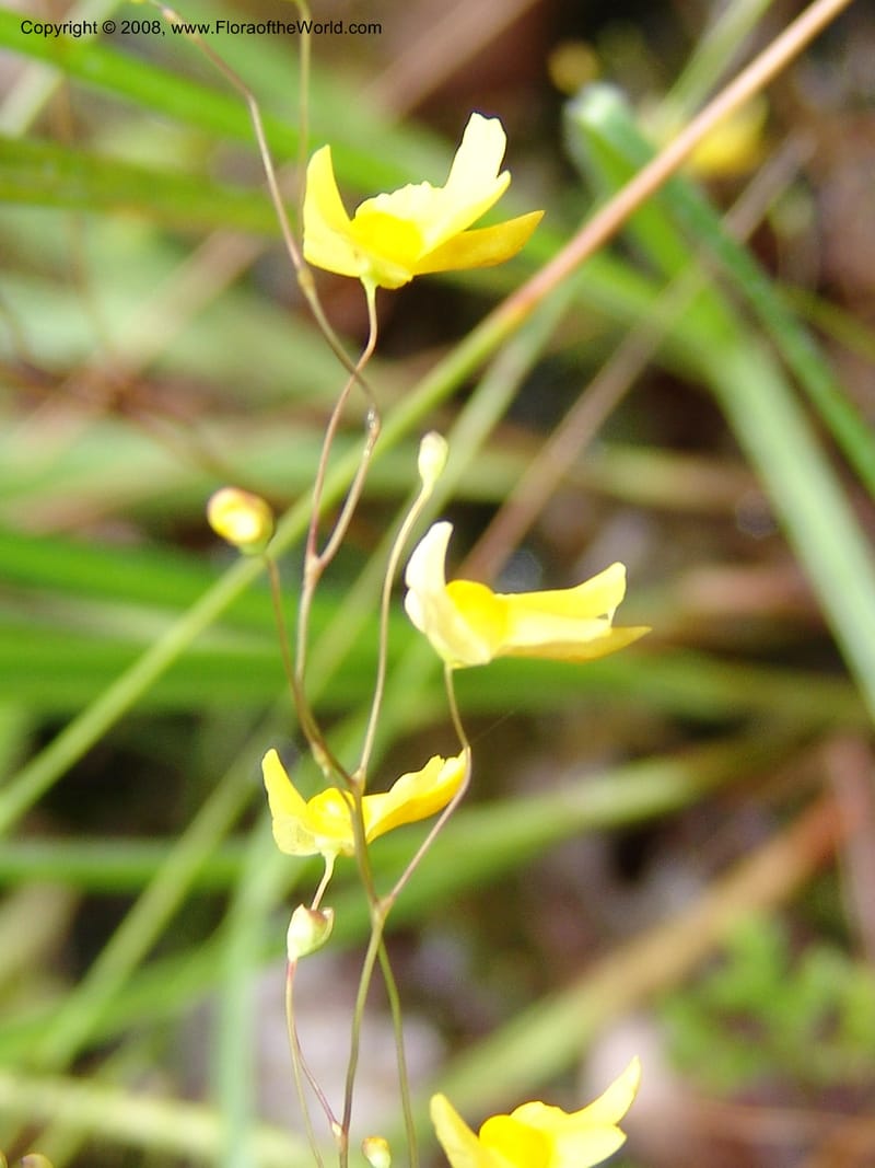 Utricularia subulata, GWalters1646--Gabon. Prv. Estuaire. Mondah For. 16 Apr 06. 108.jpg