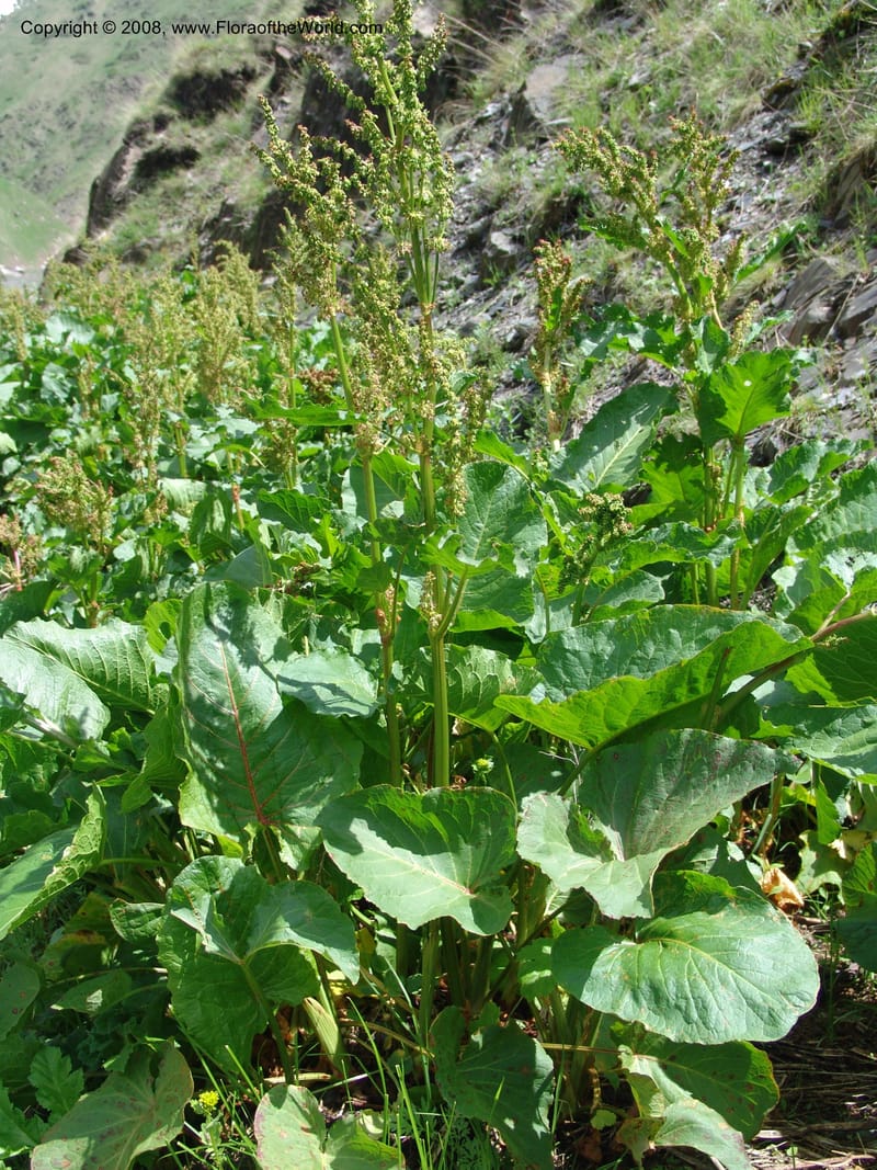 Rumex alpina--Georgia. Kazbegi region. Kora Gorge. 3 Jun 05. 019.jpg