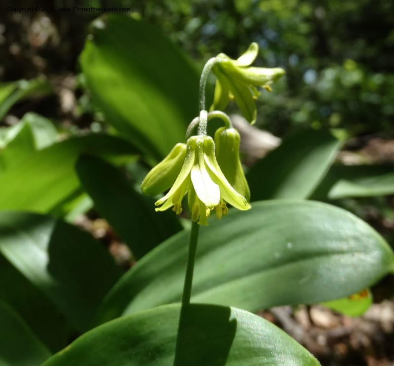 Clintonia borealis, Davidson, C 13070--North Carolina. Trans. Co. Devils Courthhouse. 21 May 2015. DSC07059 (12).JPG