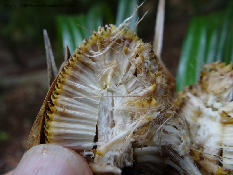 Pandanus dorystigma, Callmander 1000--Sarawak.. Bot. Res. Center, Semengoh. 26 Mar 2012. DSC05403 (20).JPG
