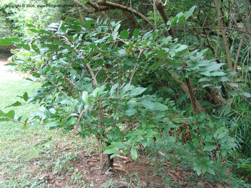 Antidesma vogelianum--So. Africa. Lowveld Nat. Bot. Gard. 14 Mch 05. 458.jpg