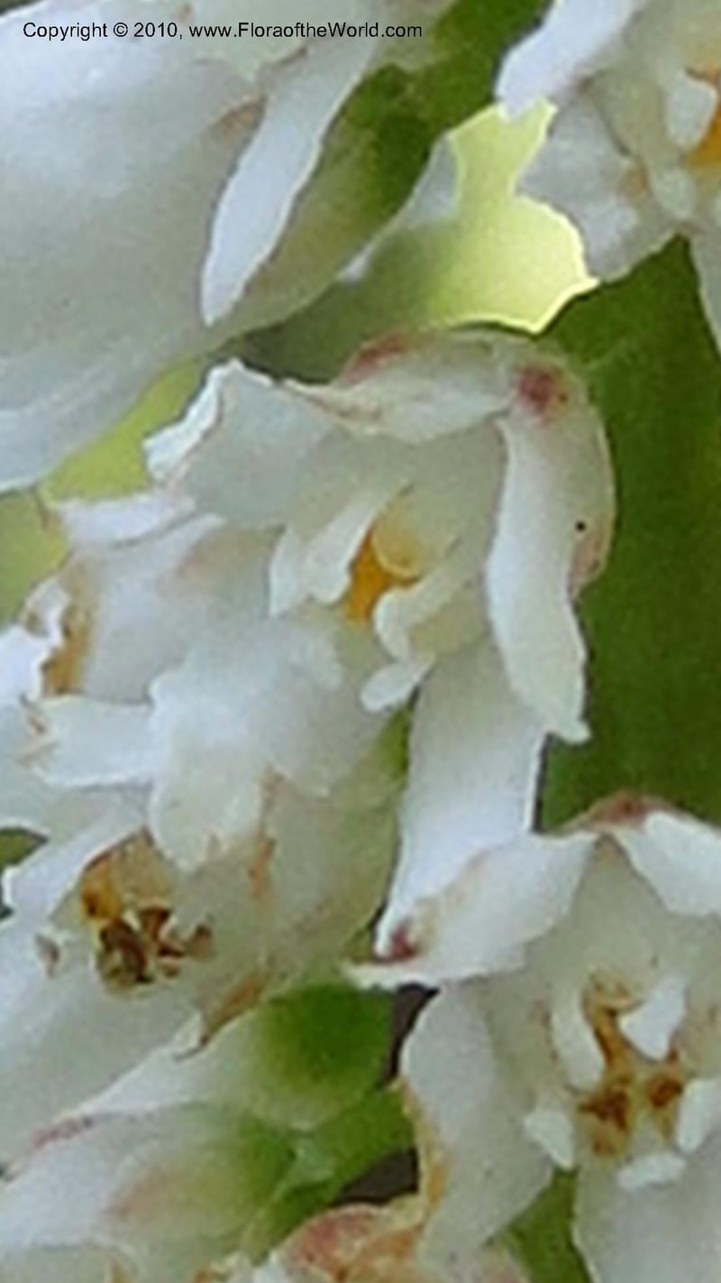 Galax aphylla, Mori 27456--North Carolina. Stokes Co. 26 May 2010. 088 (47).jpg